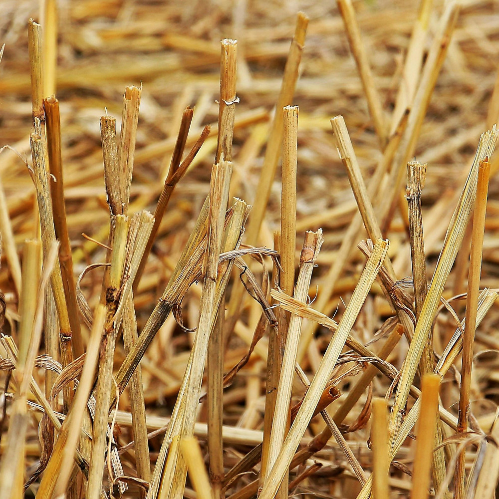 Isolement acoustique des murs paille